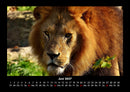 Löwen in der Wildnis Fotokalender 2027 - 6