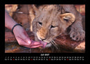 Löwen in der Wildnis Fotokalender 2027 - 7