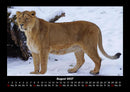 Löwen in der Wildnis Fotokalender 2027 - 8