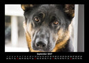 Hunde Fotokalender 2027 - 9