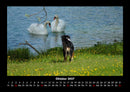 Hunde Fotokalender 2027 - 10
