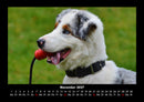 Hunde Fotokalender 2027 - 11