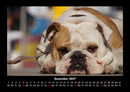 Hunde Fotokalender 2027 - 12