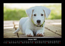 Hunde Fotokalender 2027 - 1