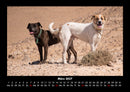 Hunde Fotokalender 2027 - 3