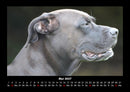 Hunde Fotokalender 2027 - 5