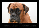 Hunde Fotokalender 2027 - 6