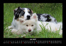 Hunde Fotokalender 2027 - 7