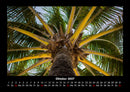 Palmen Fotokalender 2027 - 10