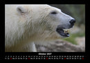 Eisbären Fotokalender 2027 - 10
