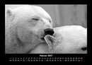 Eisbären Fotokalender 2027 - 2