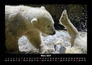 Eisbären Fotokalender 2027 - 3