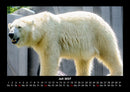 Eisbären Fotokalender 2027 - 7