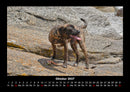 Hunde Fotokalender 2027 - 10