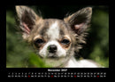 Hunde Fotokalender 2027 - 11