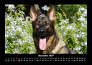 Hunde Fotokalender 2027 - 12