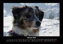Hunde Fotokalender 2027 - 2