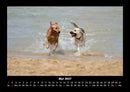 Hunde Fotokalender 2027 - 5
