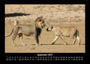 Löwen in der Wildnis Fotokalender 2027 - 9