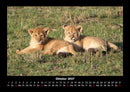 Löwen in der Wildnis Fotokalender 2027 - 10