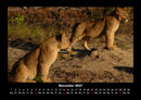 Löwen in der Wildnis Fotokalender 2027 - 11