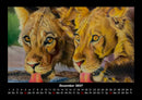Löwen in der Wildnis Fotokalender 2027 - 12