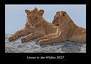 Löwen in der Wildnis Fotokalender 2027 - Hauptbild