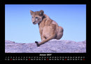 Löwen in der Wildnis Fotokalender 2027 - 1