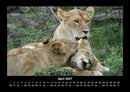 Löwen in der Wildnis Fotokalender 2027 - 4