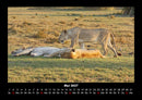 Löwen in der Wildnis Fotokalender 2027 - 5