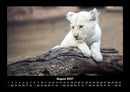 Löwen in der Wildnis Fotokalender 2027 - 8