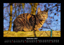 Für Katzenfreunde Fotokalender 2027 - 9