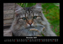 Für Katzenfreunde Fotokalender 2027 - 11