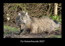 Für Katzenfreunde Fotokalender 2027 - Hauptbild