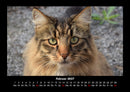 Für Katzenfreunde Fotokalender 2027 - 2