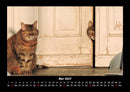 Für Katzenfreunde Fotokalender 2027 - 5