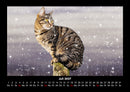 Für Katzenfreunde Fotokalender 2027 - 7