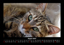 Für Katzenfreunde Fotokalender 2027 - 8