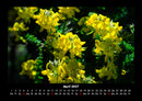 Blumenkalender Fotokalender 2027 - 4
