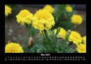 Blumenkalender Fotokalender 2027 - 5