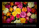 Rosen-Kalender Fotokalender 2027 - 9