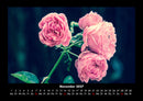 Rosen-Kalender Fotokalender 2027 - 11