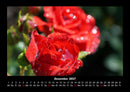 Rosen-Kalender Fotokalender 2027 - 12
