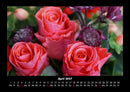 Rosen-Kalender Fotokalender 2027 - 4