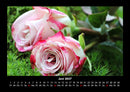 Rosen-Kalender Fotokalender 2027 - 6