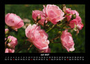 Rosen-Kalender Fotokalender 2027 - 7
