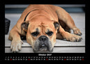 Der Hundekalender Fotokalender 2027 - 10