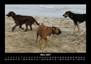 Der Hundekalender Fotokalender 2027 - 3