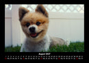 Der Hundekalender Fotokalender 2027 - 8