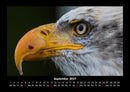 Welt der Vögel Fotokalender 2027 - 9